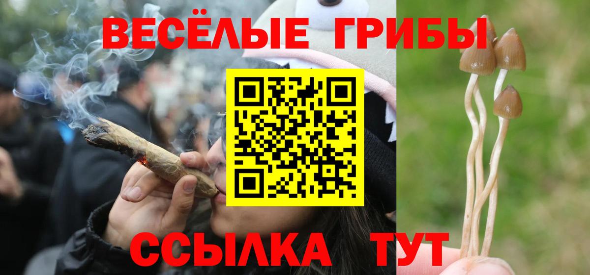 Галлюциногенные грибы Psilocybe Зерноград
